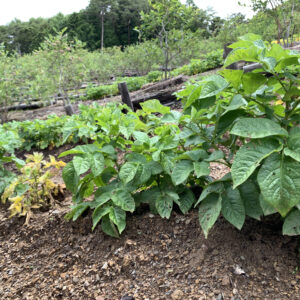 下栗芋とブルーベリー畑